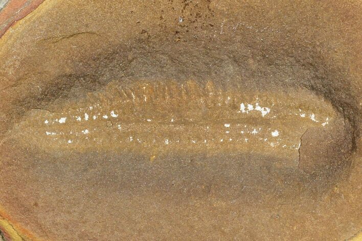Pennsylvanian Worm (Astreptoscolex) Fossil - Mazon Creek #113222